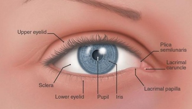 10 Useless Human Body Parts